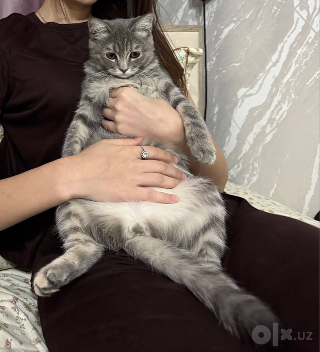 Mushuk Scotsh Strayt zoti