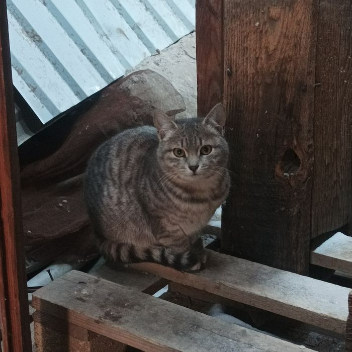 Отдам котят хорошие