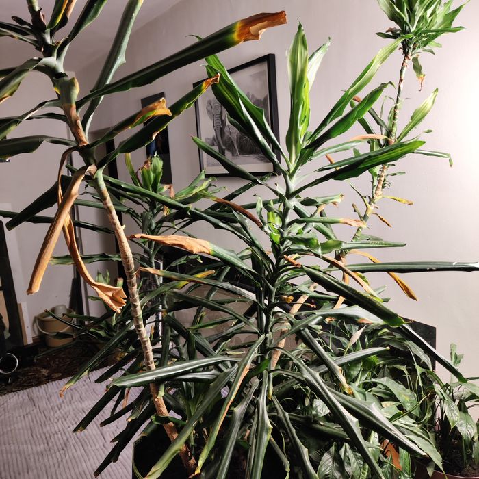 Комнатное растение драцена