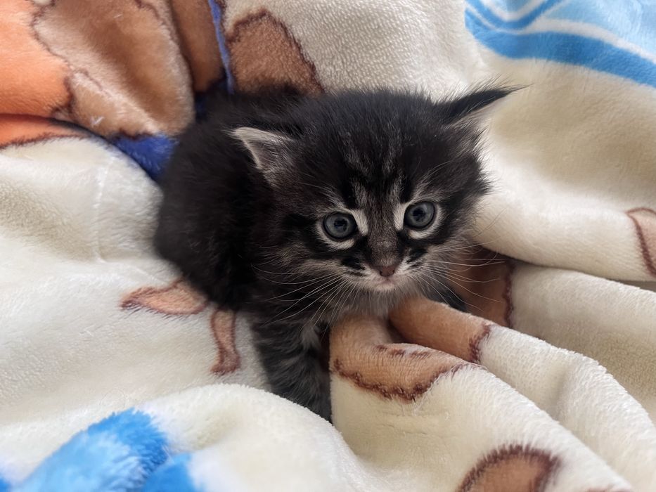 Отдам котят в добрые руки