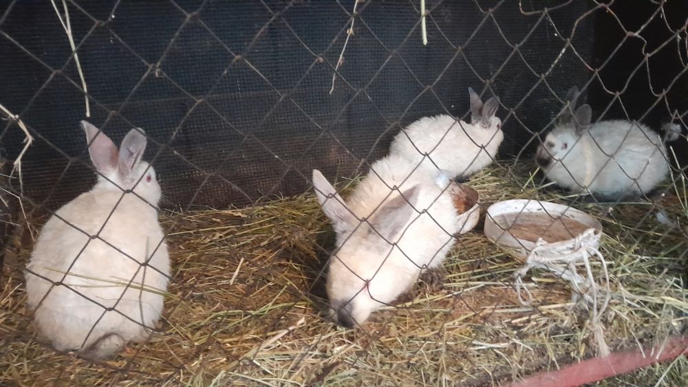 Продам крольчатов 10 штук