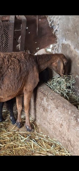 Қозылы қой сатылады