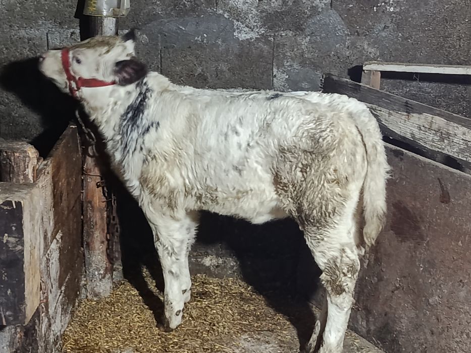 Vând vițică frumoasă