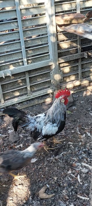 Vind cocoș argintiu