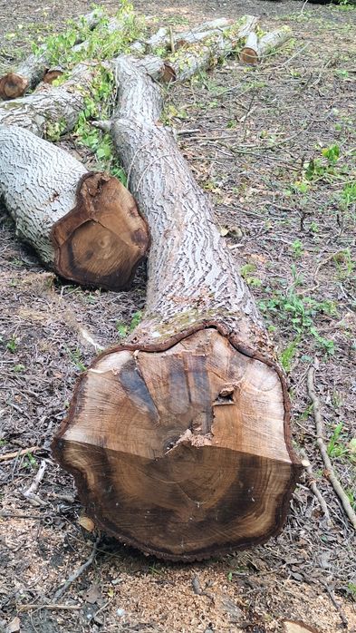 Vând bușteni de nuc, aprox. 4m³ ±