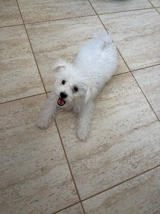 Bichon Maltez mini toy , femelă, 4 luni – vaccinată și deparazitată