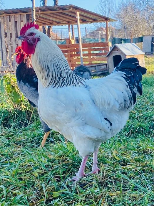 Vând cocoși SUSSEX