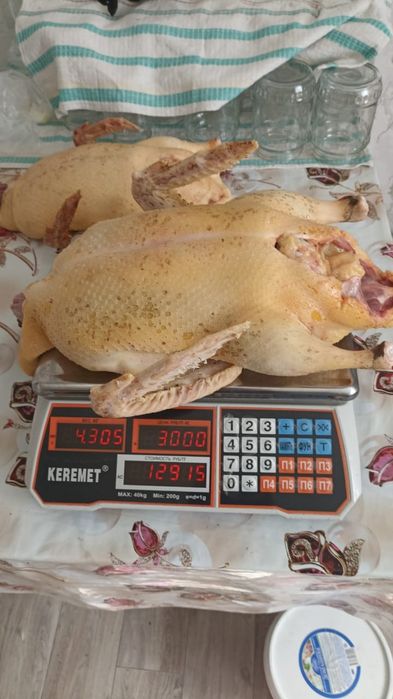 Индейки мясо индюки