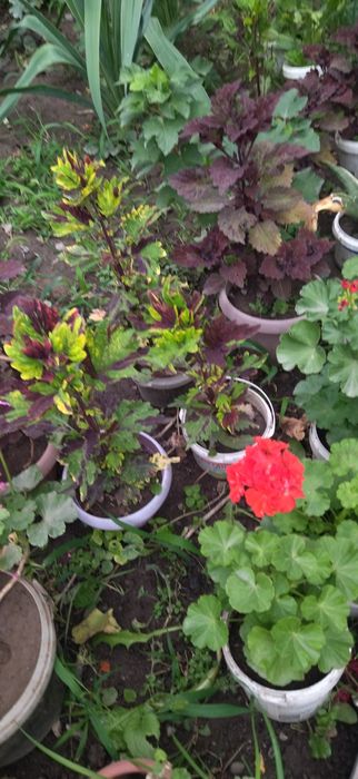 Продам недорого комнатные цветы