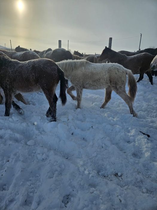 Продам лошадей с жеребятами