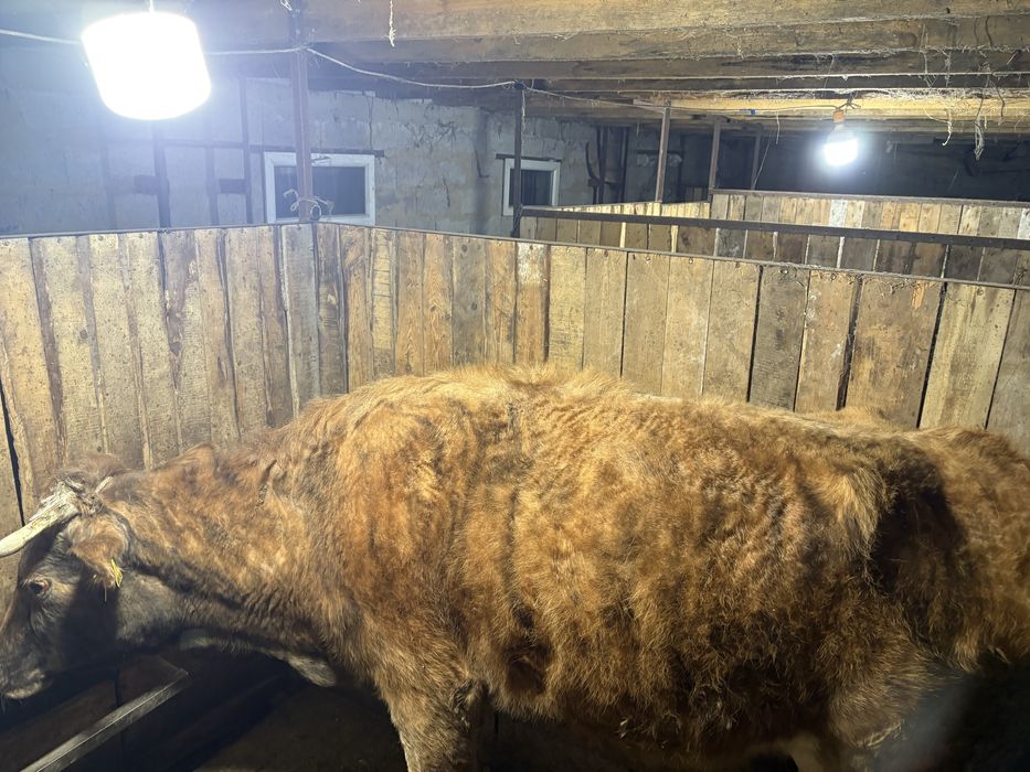 Семіз сиыр сатылады