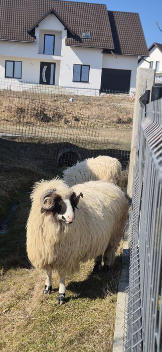 Berbecuț de vânzare