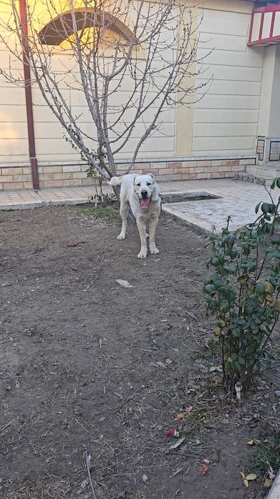 Алабай, молодой супер Тяж