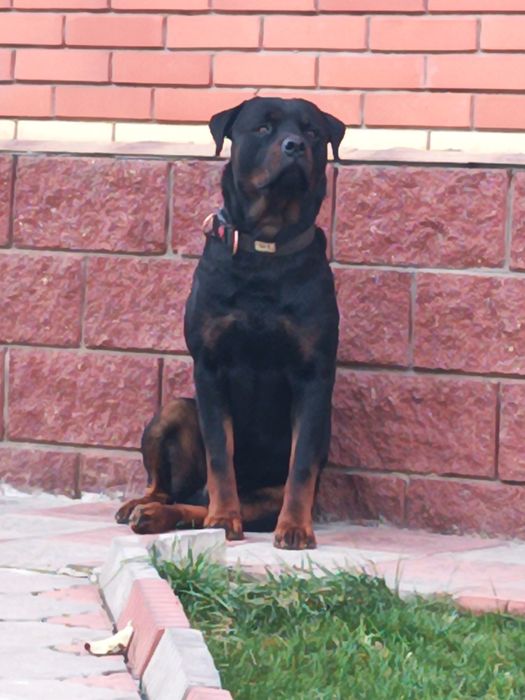 Вязка ротвейлер чистокровный