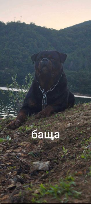 Ротвайлери от елитни родители
