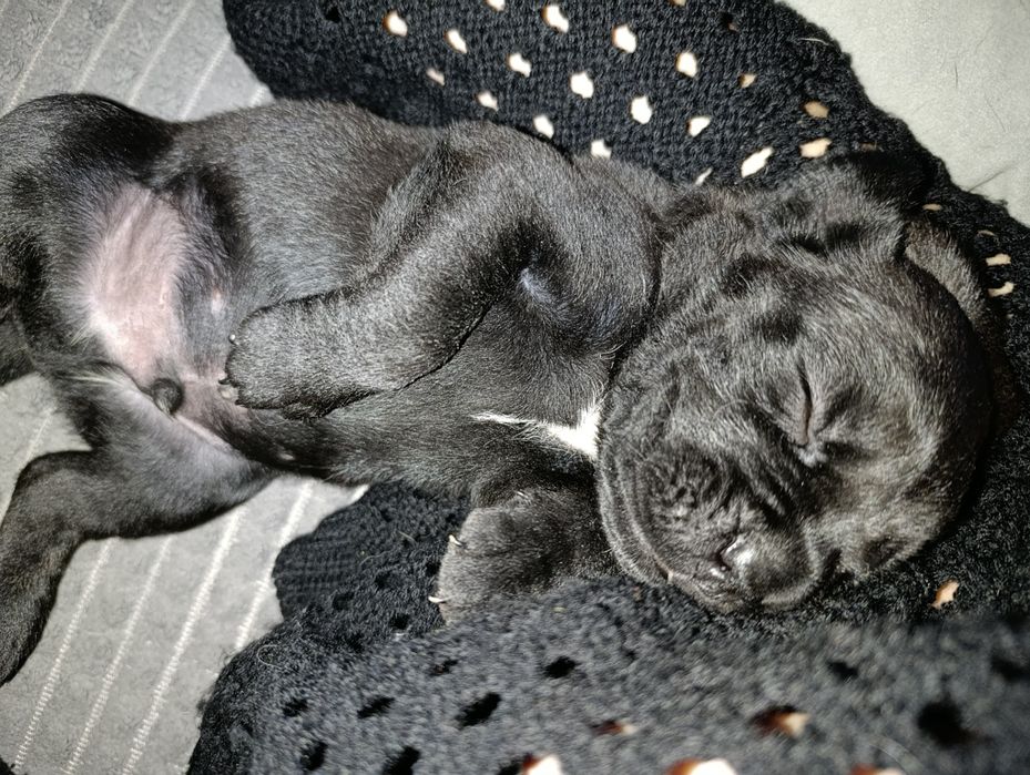 Кане корса продаем