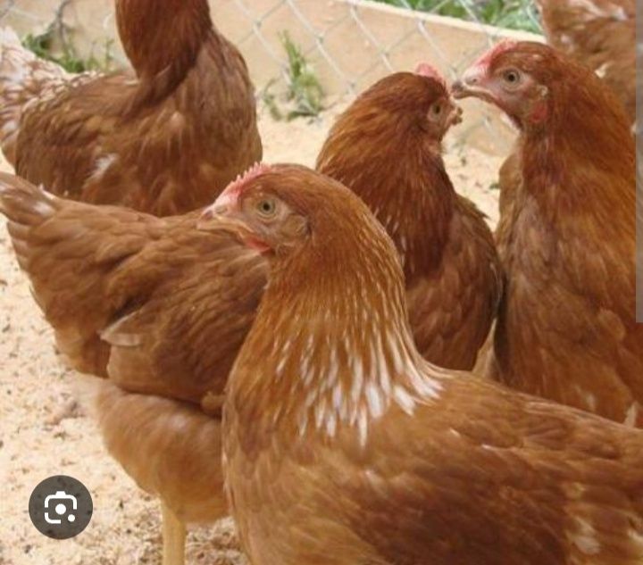 Куры малоткий  голландский