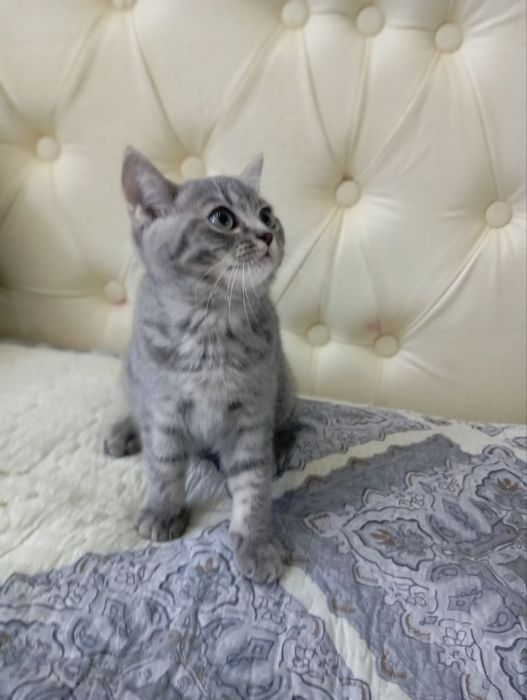 Toza qon  aqili hushyor