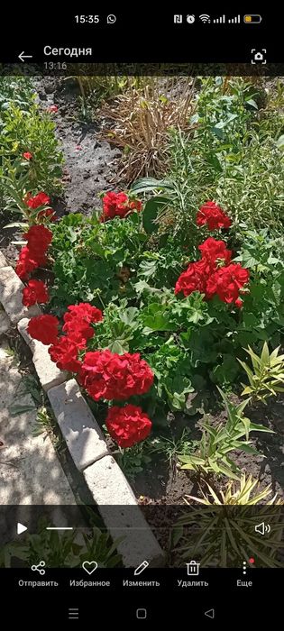 Продам герань пеларгонию