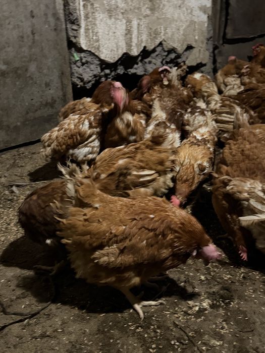 Ломан браун несушки