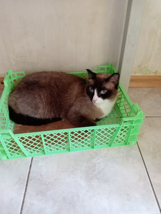 Отдам бесплатно в хорошие руки