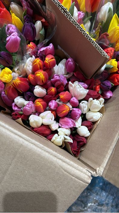 Тюльпаны 600 тг Павлодар