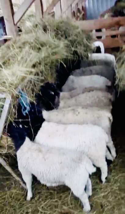 Mieluțe Dorper de vânzare – sănătoase și bine dezvoltate
