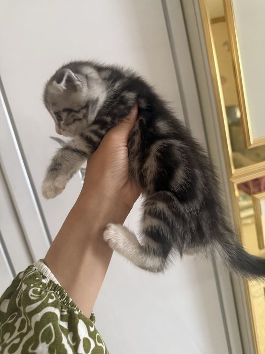 шотландский мысык