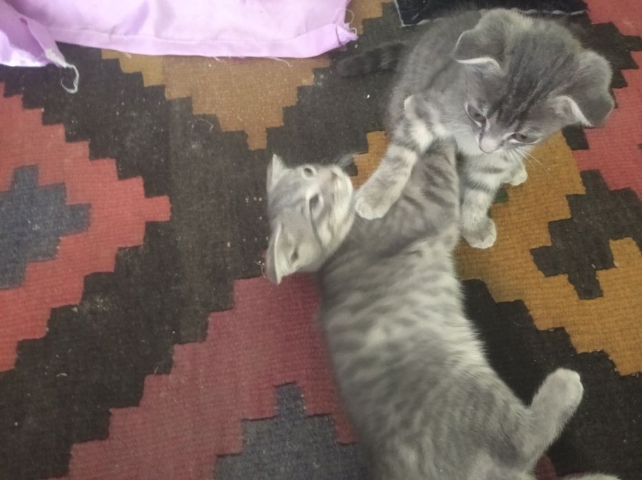 Продаются срочно!