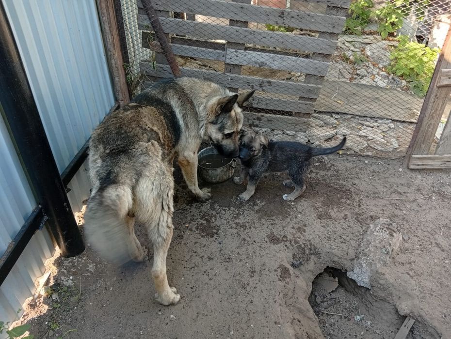 Восточноевропейских щенков