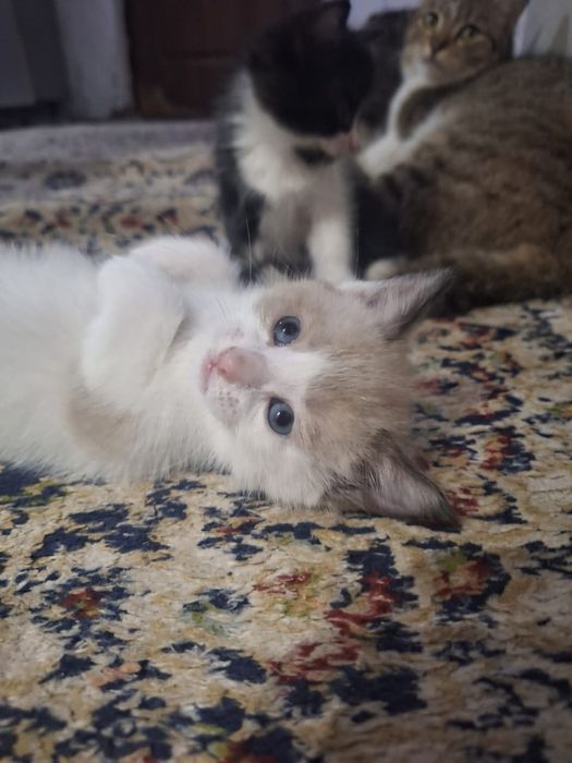 Отдам котят в хорошие руки