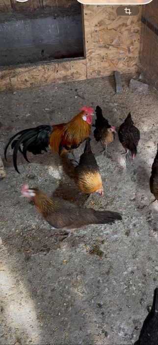 Vând familie de găini rasă Phoenix, formată din 1 cocoș și 2 găini, vârstă 6-12 luni, vaccinate, crescute la sol