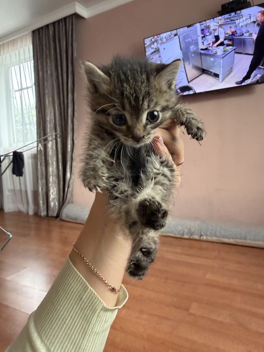 Отдам котят в добрые руки