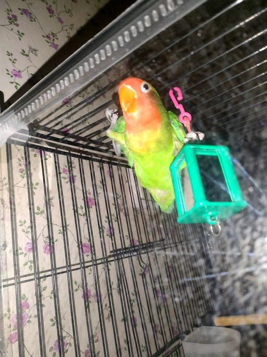 неразлучник попугай