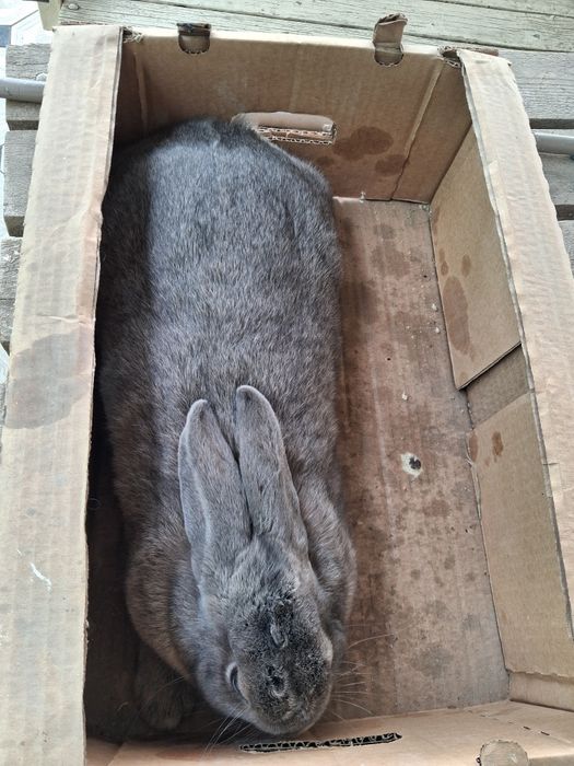 Продам Кролика.Самка 4.5 месяца.