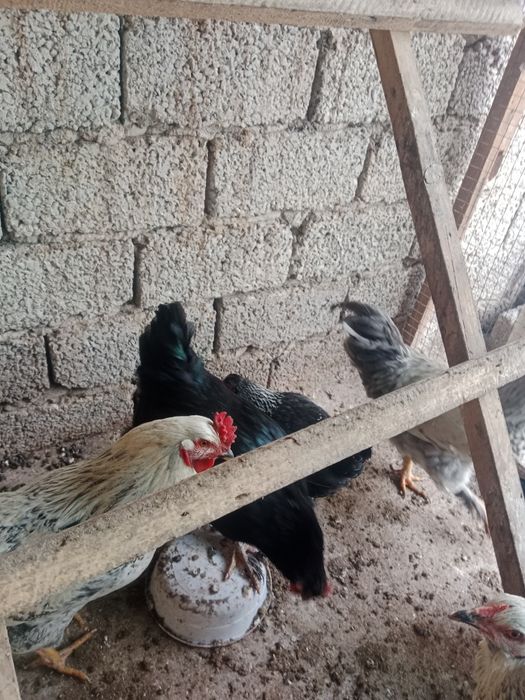 Horoz Dakan Qora shahzoda Brama  horozla