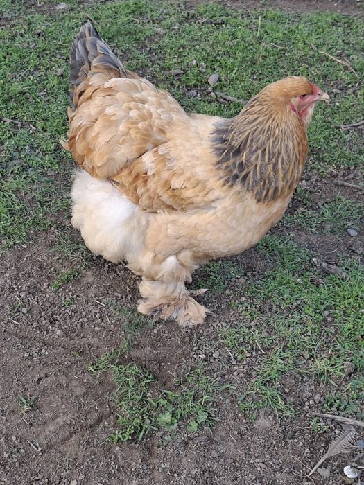 Vând fam.brahma columbia