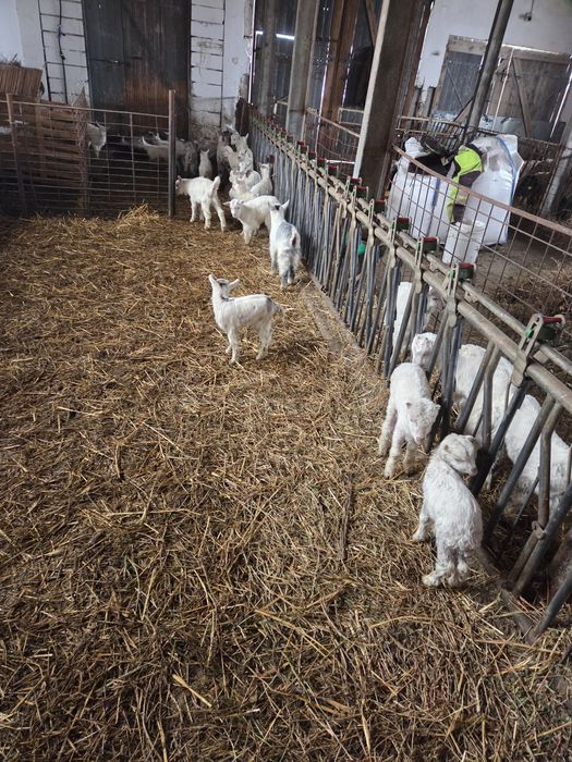 Vînd iezi pt ținut