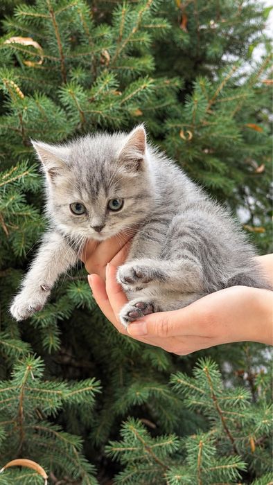 Котята ищут дом