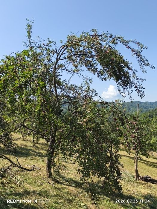 Vând prune pentru țuică