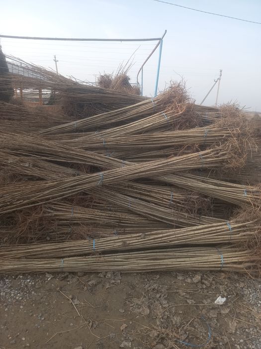 Terak va archa kochatlar meva