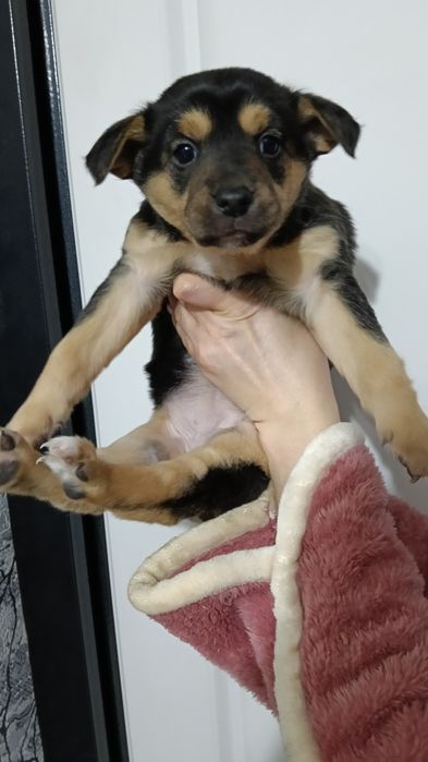 Отдам щенят в любящие и добрые руки