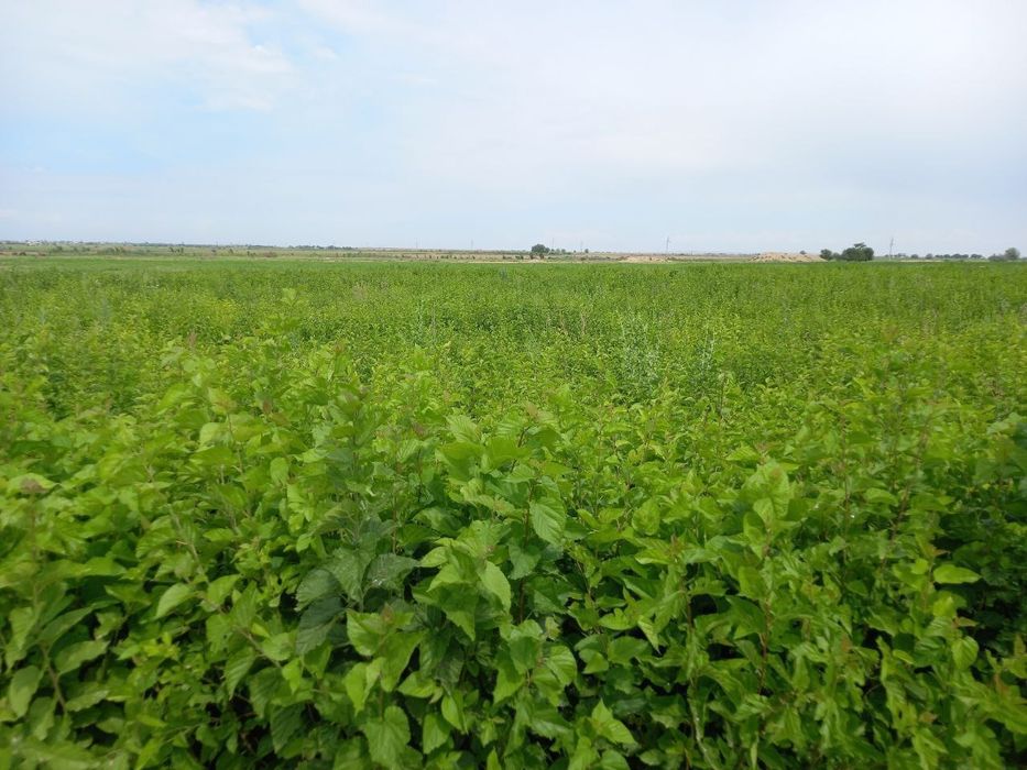 Tut urugʻlar sotiladi