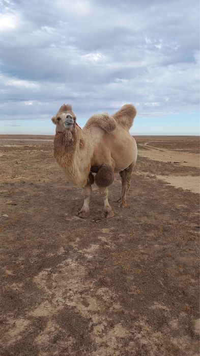 7 жасар бура сатылады