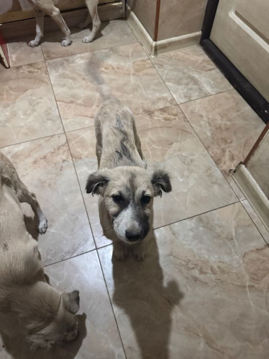 Щенки девочки 2,5 мес