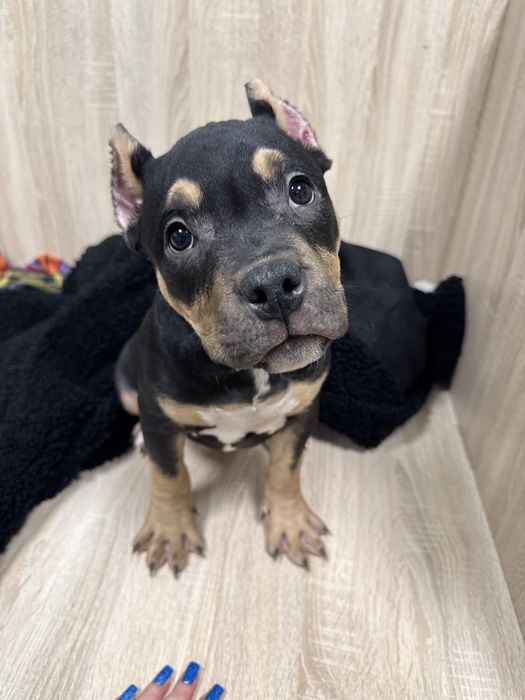 Мальчики и девочка американский булли