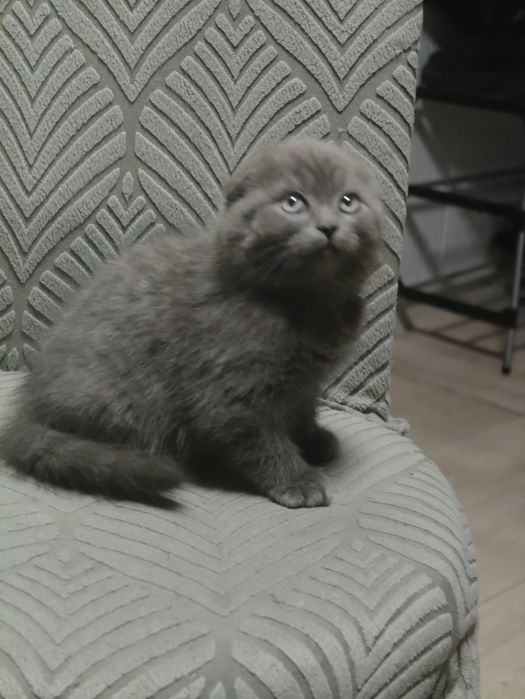 Скоттиш Фолды Голубые Плюшевые