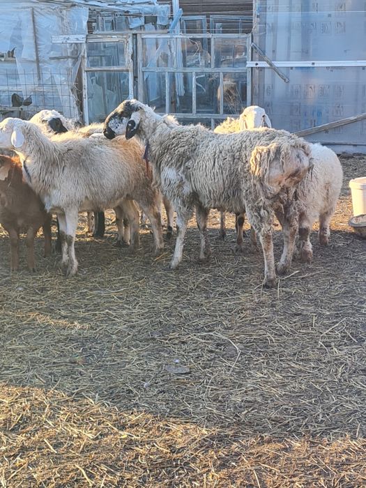Продам 6 голов овцематок