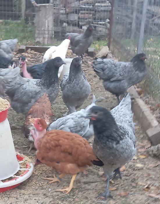 Gaini australorp