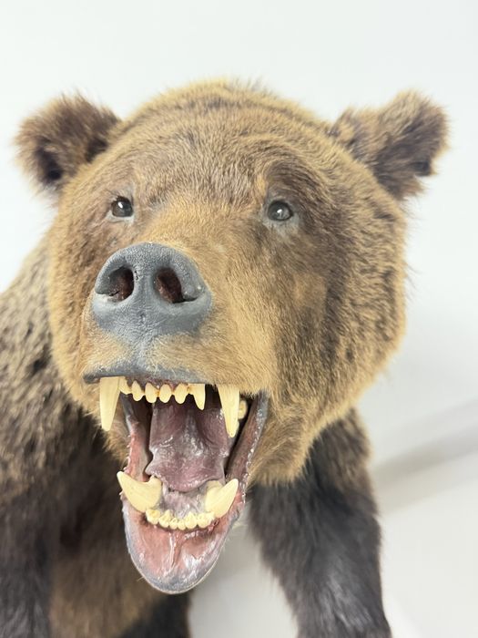 Чучело медведя в идеале